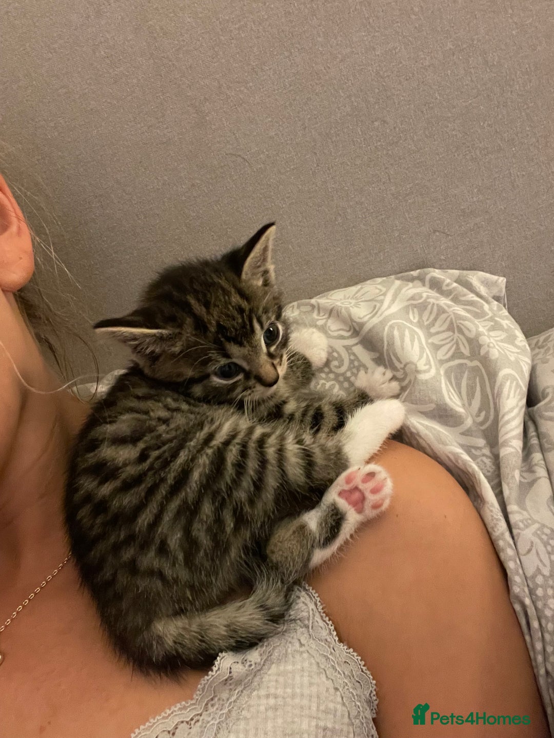 Mixed Breed cats for sale: 1x spotty boy and X3 tabby girls  - Image 6