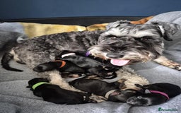 Miniature Schnauzer dogs for sale: Adorable KC Reg Miniature Schnauzer Puppies - Image 6
