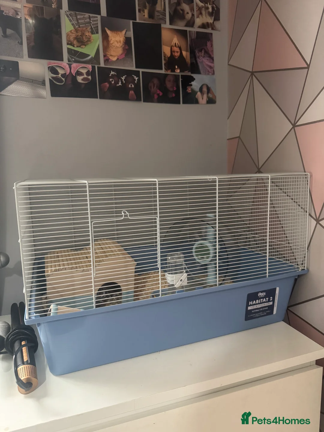 Hamster rodents for sale: Hamster with all the set up - Advert 3