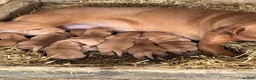 Labrador Retriever dogs for sale: KC REG Fox red Labrador puppies  in Liskeard - Advert 4