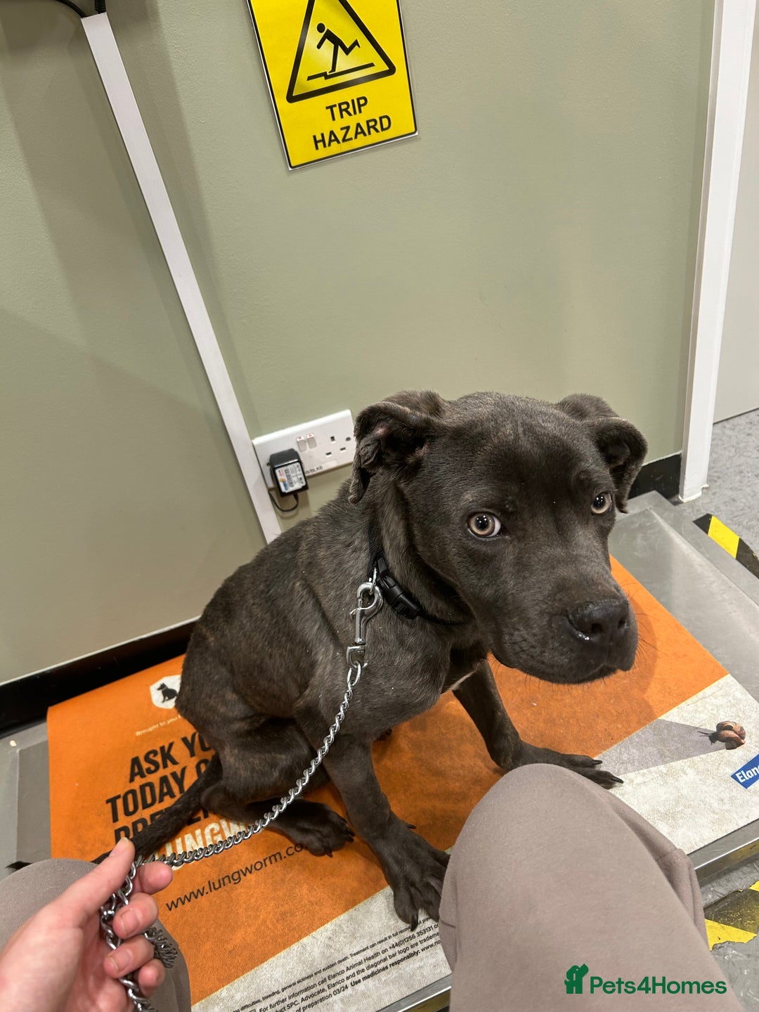 Cane Corso dogs for sale: 6-7 month old Male cane corso - Advert 4