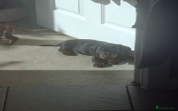 Miniature Dachshund dogs for sale: Miniature Dachshunds - Image 11