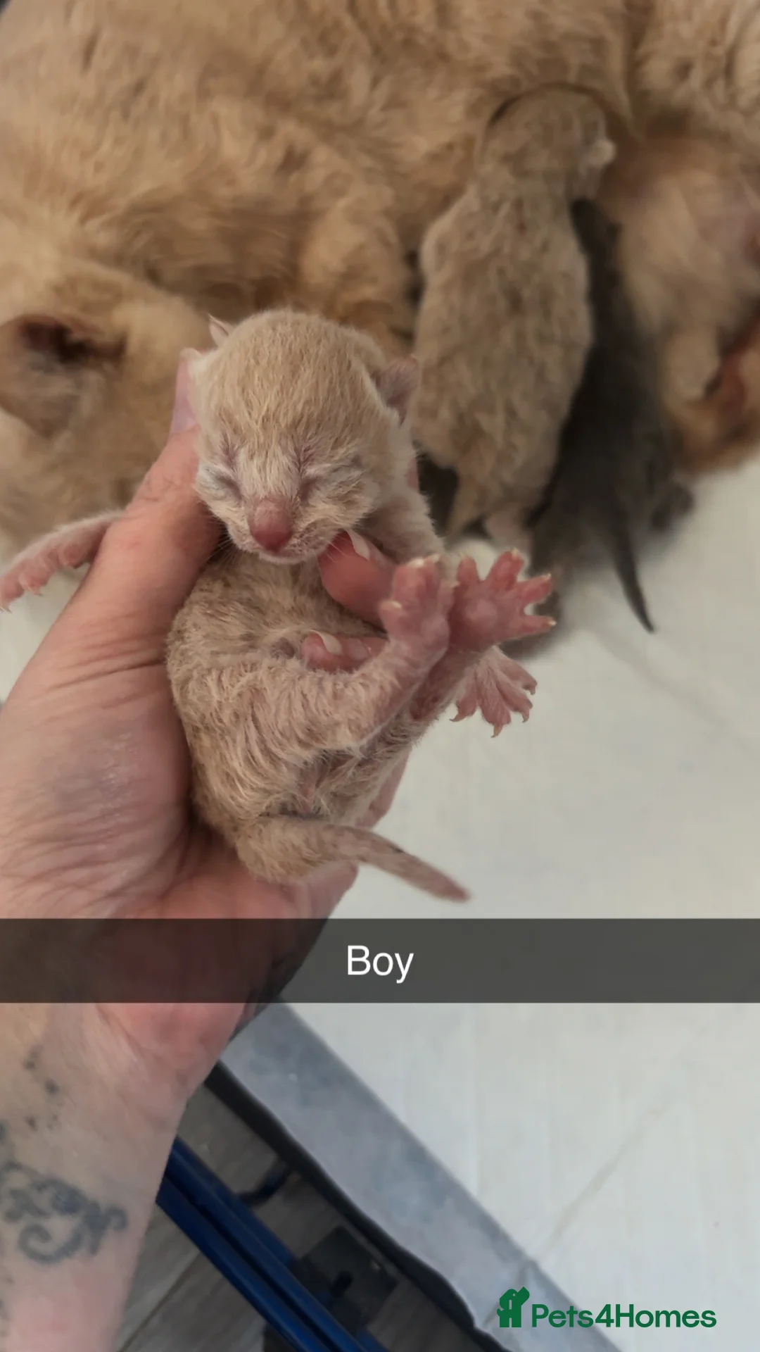 British Shorthair cats for sale: British shorthair  in Ruthin - Advert 5