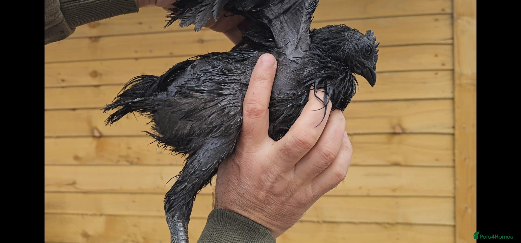 Chickens poultry for sale: Pure Indonesian Ayam Cemani Black Tongue in Newport - Advert 5