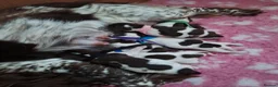 Sprocker dogs for sale: Sprockers for sale - Advert 3