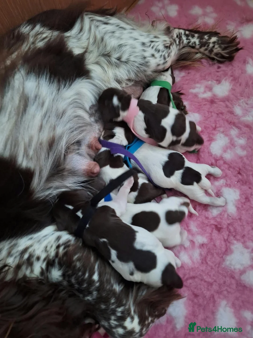 Sprocker dogs for sale: Sprockers for sale - Advert 3