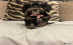 Cavapoo dogs for sale: Cavapoo puppies  - Advert 12