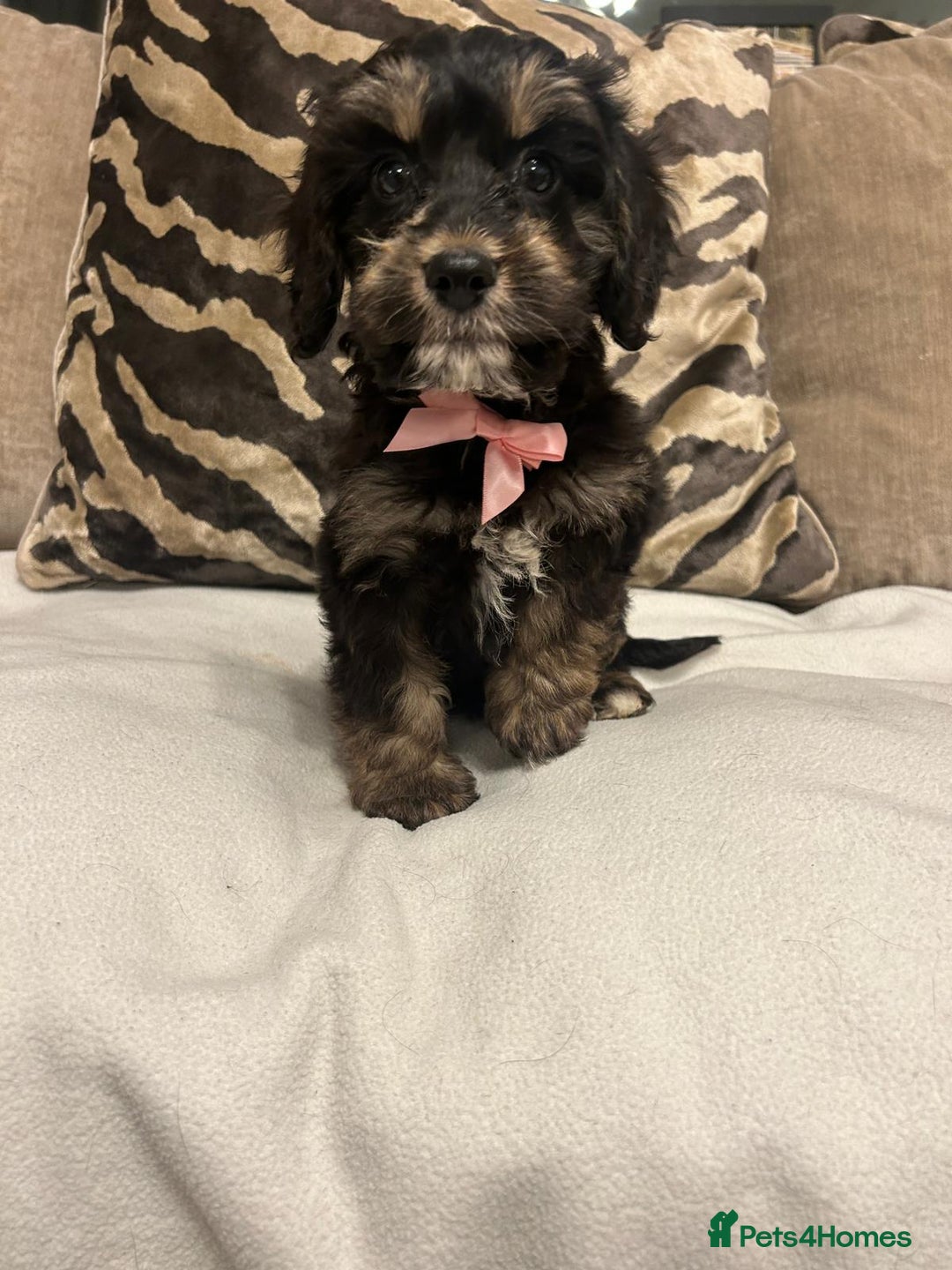 Cavapoo dogs for sale: Cavapoo puppies  - Advert 12