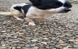 Chihuahua dogs for sale: Hi here is floky very friendly and play full  in Hayes - Image 5