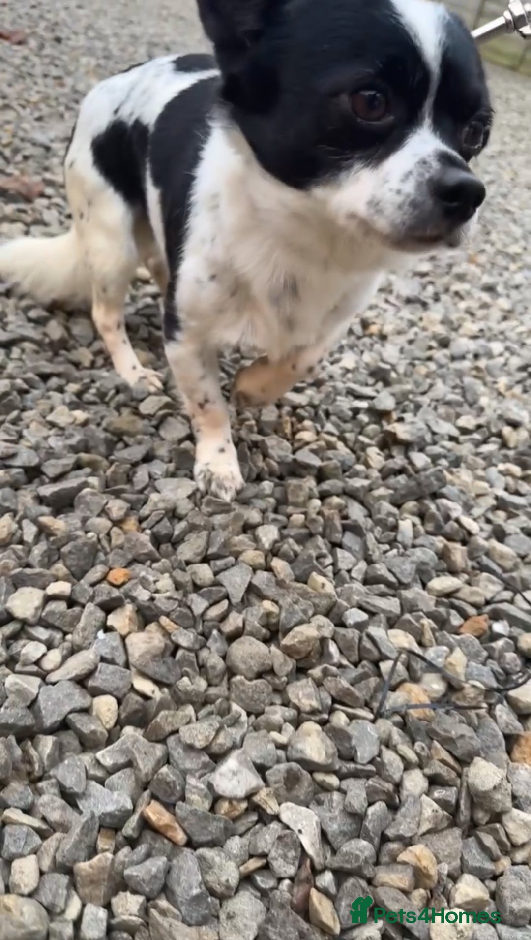 Chihuahua dogs for sale: Hi here is floky very friendly and play full  in Hayes - Image 5