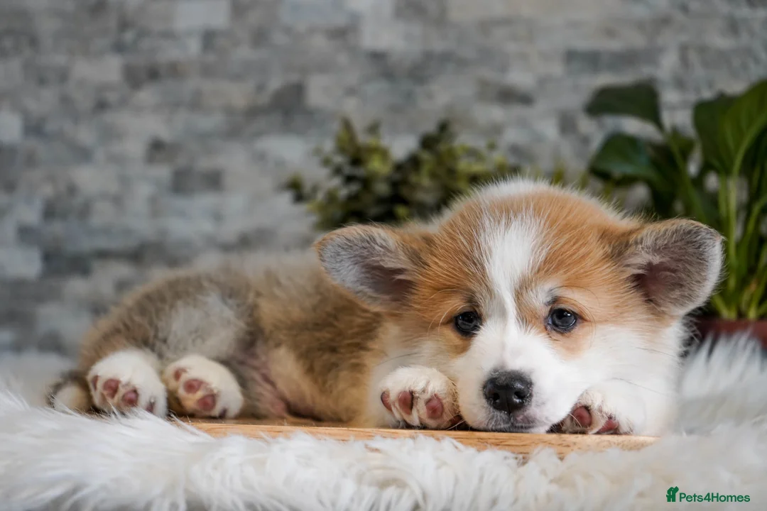 Welsh Corgi Pembroke dogs for sale: Welsh Corgi (Pembroke) - Advert 9