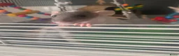 Rat rodents for sale: Baby rats  - Advert 4