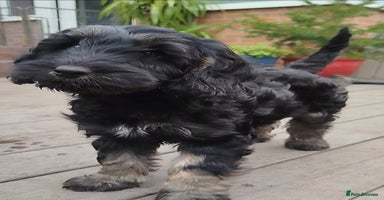 Cockapoo dogs - Advert 9