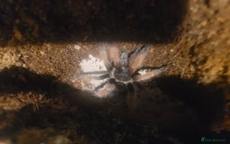Tarantulas invertebrates for sale: Juvenile female Brachypelma Klassi  - Image 1