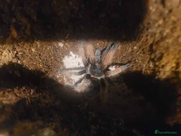 Tarantulas invertebrates - Advert 1