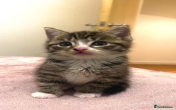 Domestic Shorthair cats for sale: 5 Tabby & Tuxedo kittens for sale - Image 29