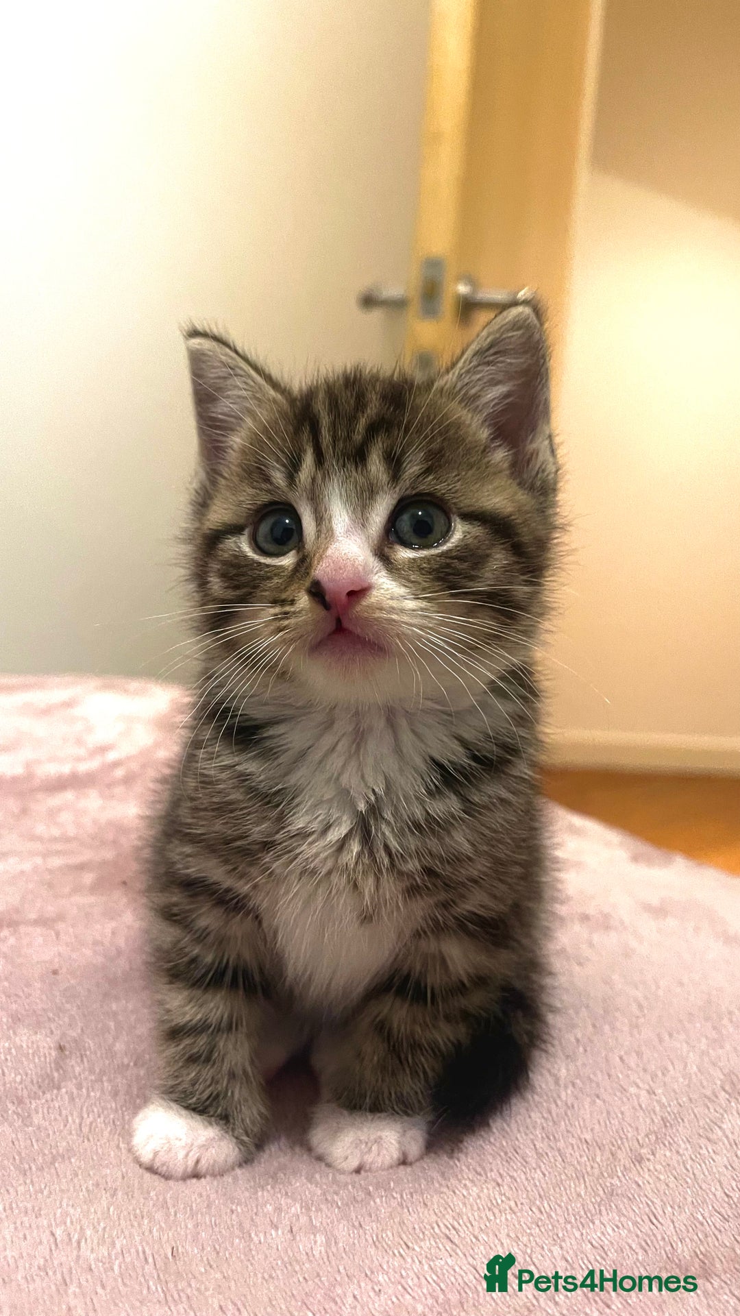 Domestic Shorthair cats for sale: 5 Tabby & Tuxedo kittens for sale - Image 29