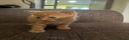 Mixed Breed cats for sale: 3 kittens looking for homes - Advert 7