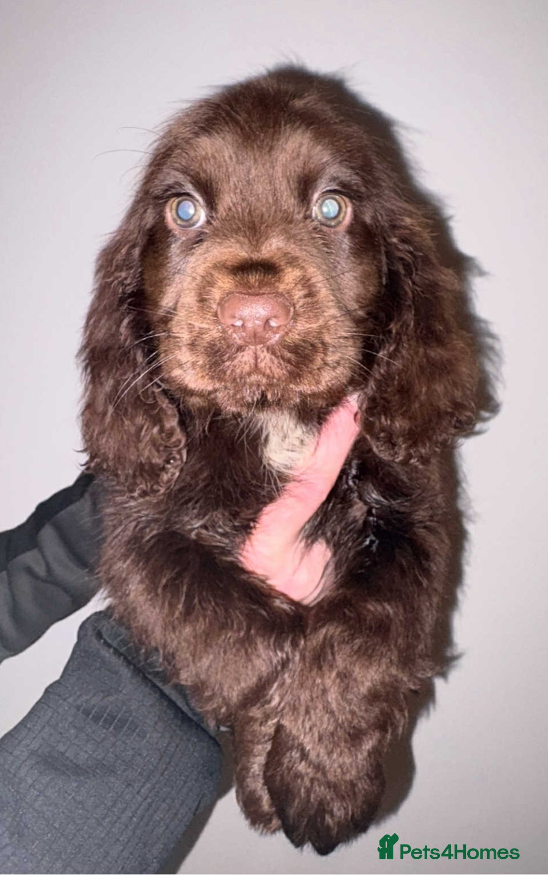 Cocker Spaniel dogs for sale: 4 girls 1 boy - Advert 3
