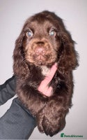 Cocker Spaniel dogs 4 girls 1 boy - Advert 3