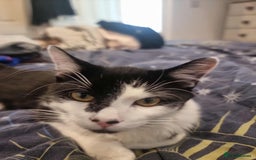 British Shorthair cats for adoption: 🪙Penny🪙 for adoption, fostered in BUCKS - Image 11