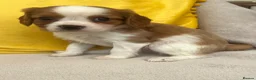 Cavalier King Charles Spaniel dogs for sale: Stunning Cavalier King Charles puppies  - Advert 21