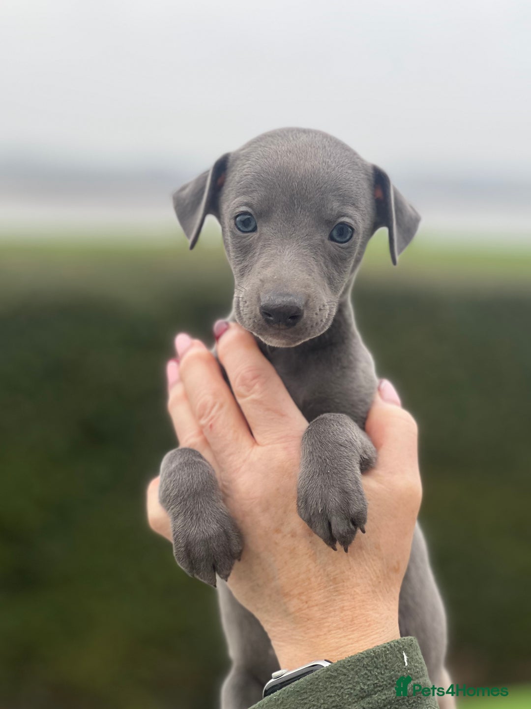 Whippet dogs for sale: Top Quality Whippet Puppies  - Advert 10