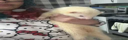 Ferret rodents for sale: Ferret | Male  - Advert 4