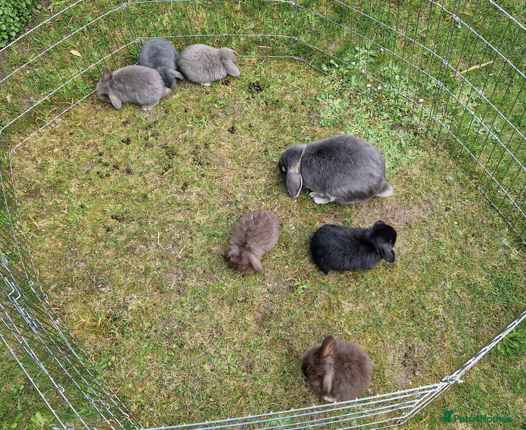 Mini Lop rabbits Mini Lop Baby Rabbits–Ready for Loving Homes - Advert 13