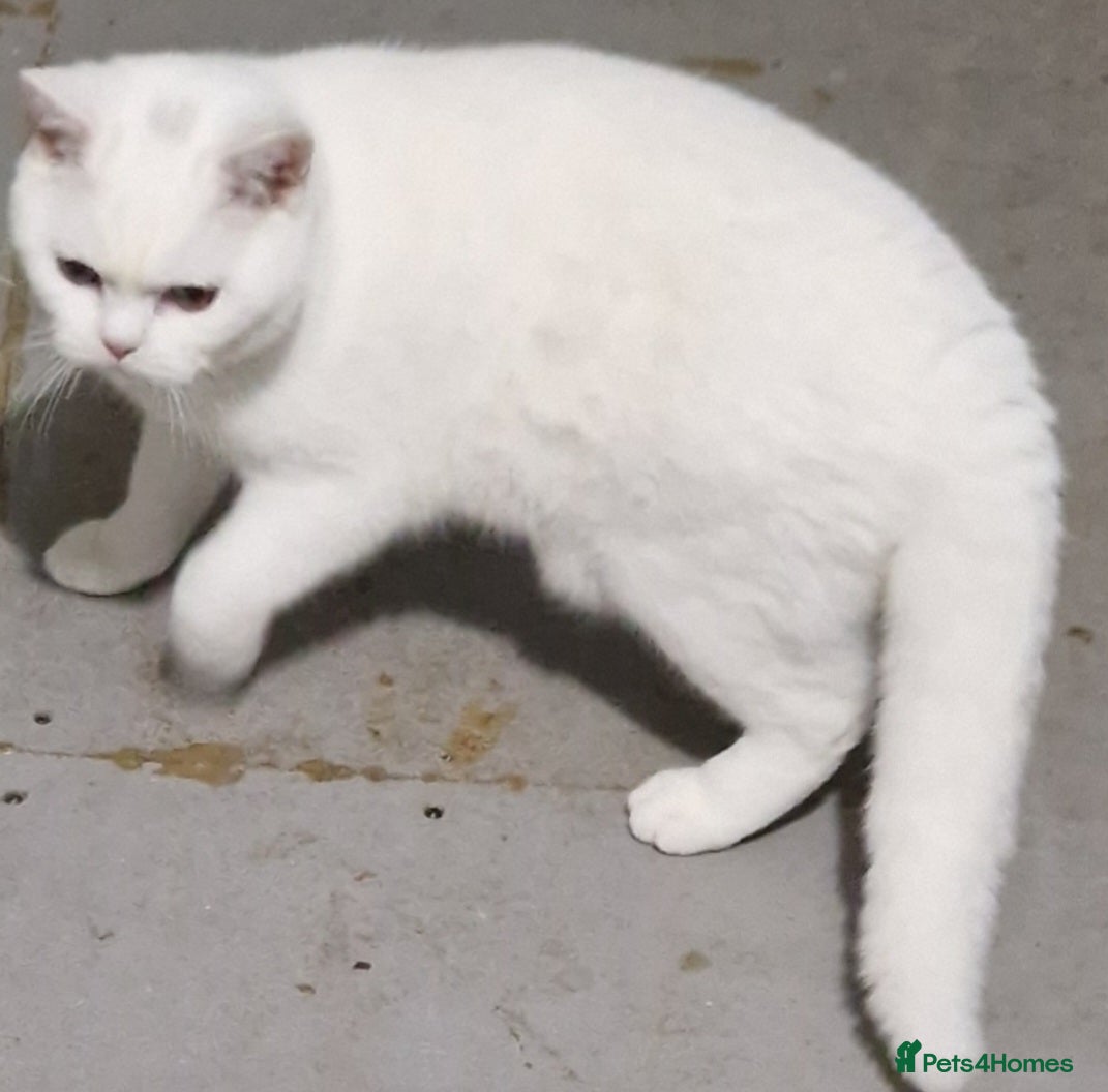 British Shorthair cats Stunning Pure White GCCF reg British Shorthair - Advert 18