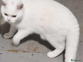 British Shorthair cats Stunning Pure White GCCF reg British Shorthair - Advert 2