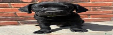 Green - dog