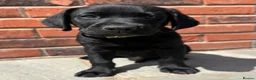 Labrador Retriever dogs for sale: Black KC working Labrador puppies - Advert 4
