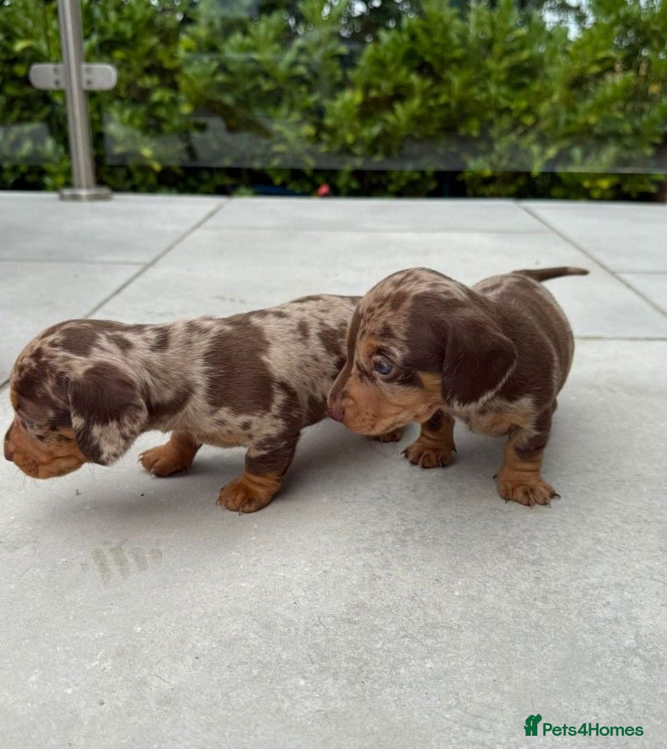 Miniature Dachshund dogs Stunning Chocolate Dapple Miniature Dachshunds - Advert 3