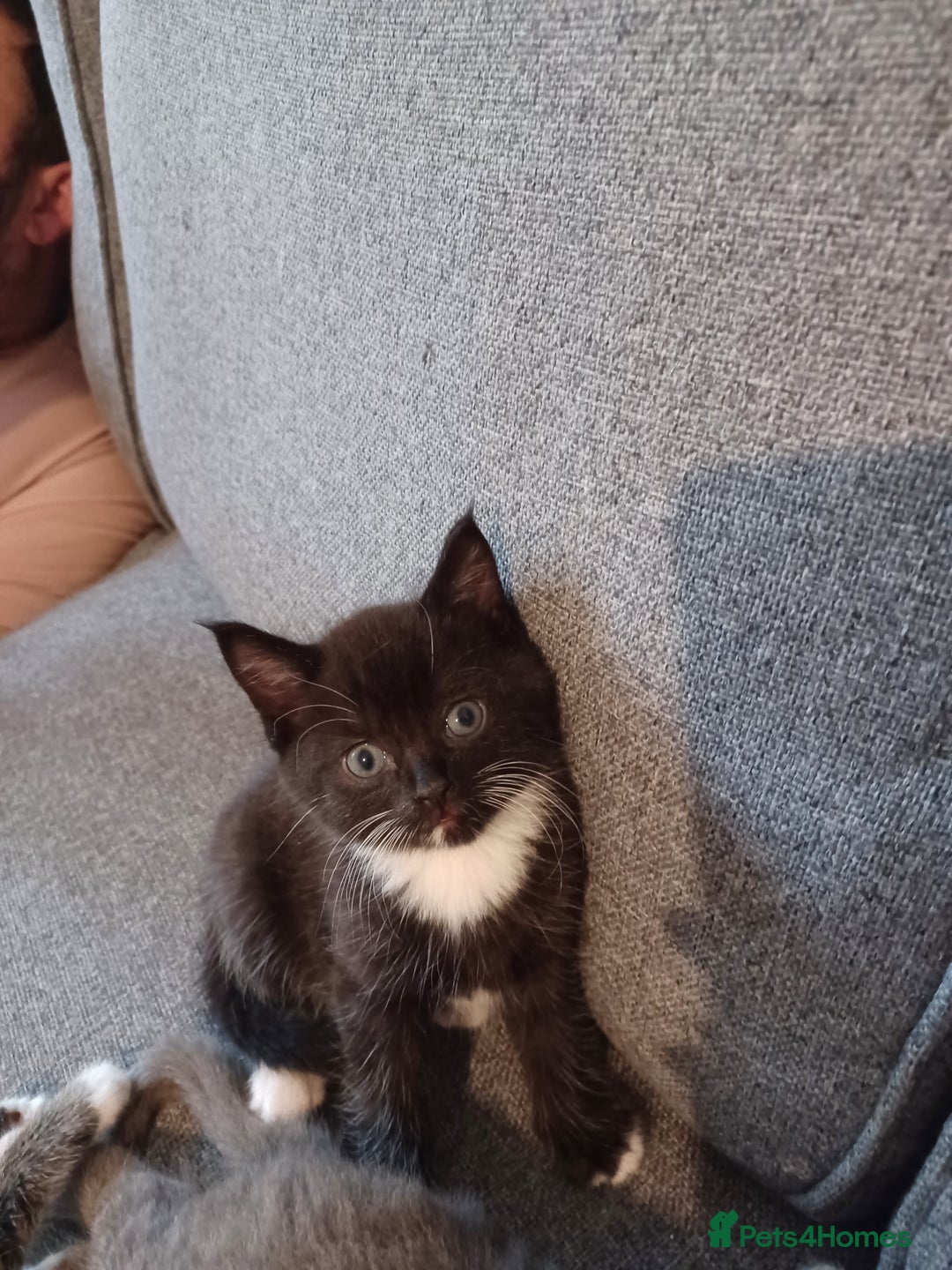 Maine Coon cats for sale: Little Half Main Coons - Advert 22