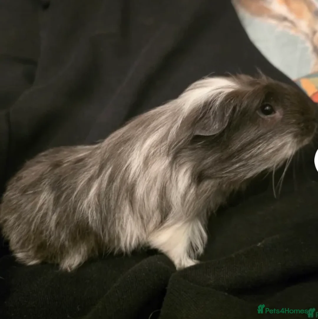 Guinea Pig rodents for sale: Father & son Swiss Californian pair in Sandy - Advert 3