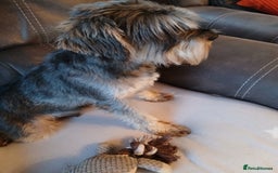 Miniature Schnauzer dogs for sale: Beautiful miniature schnauzer bitch. - Image 4