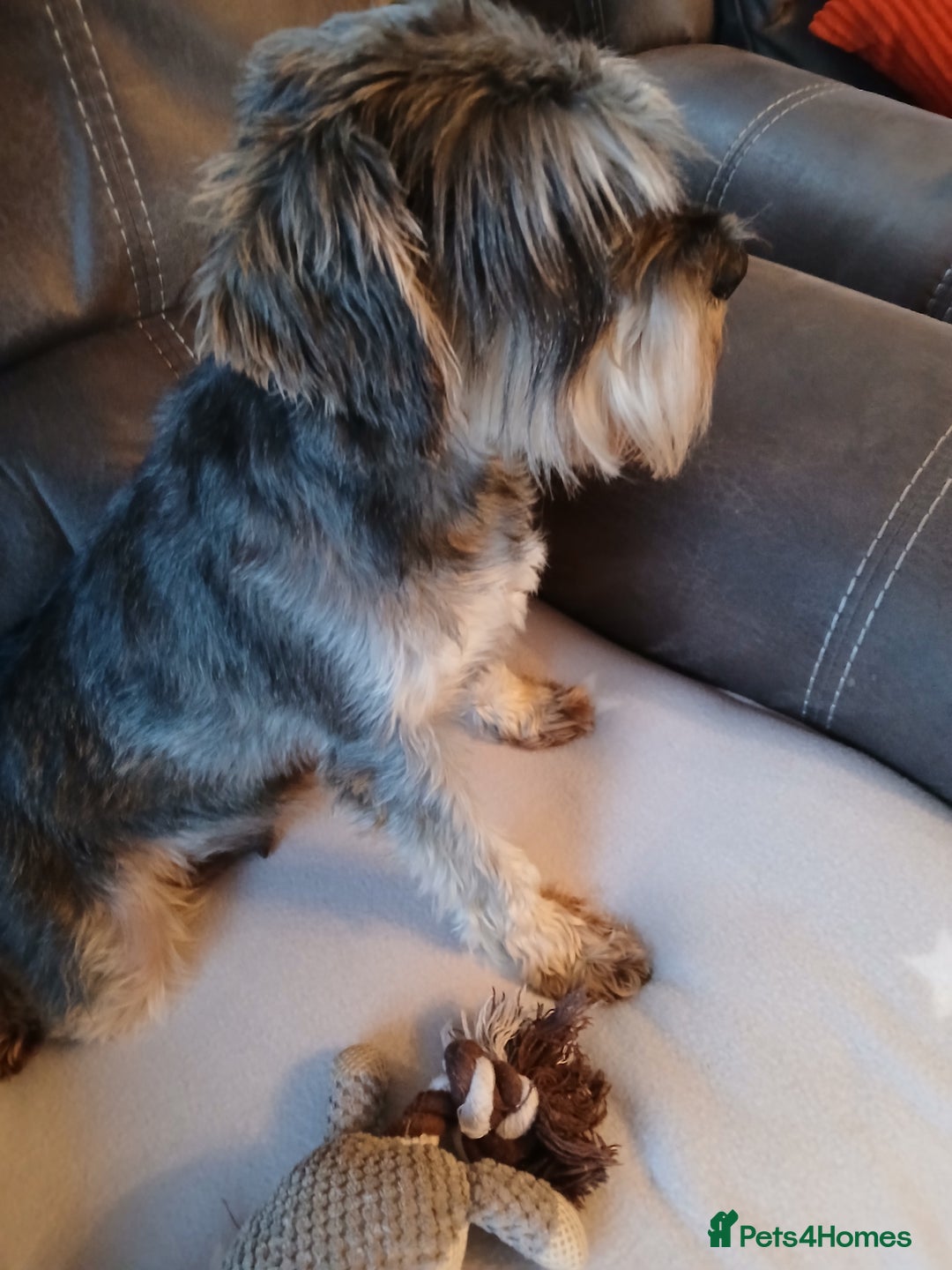 Miniature Schnauzer dogs for sale: Beautiful miniature schnauzer bitch. - Image 4