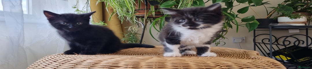 Tuxedo Kitten