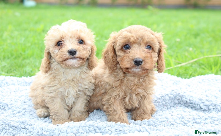 Cavapoochon dogs - Advert 1