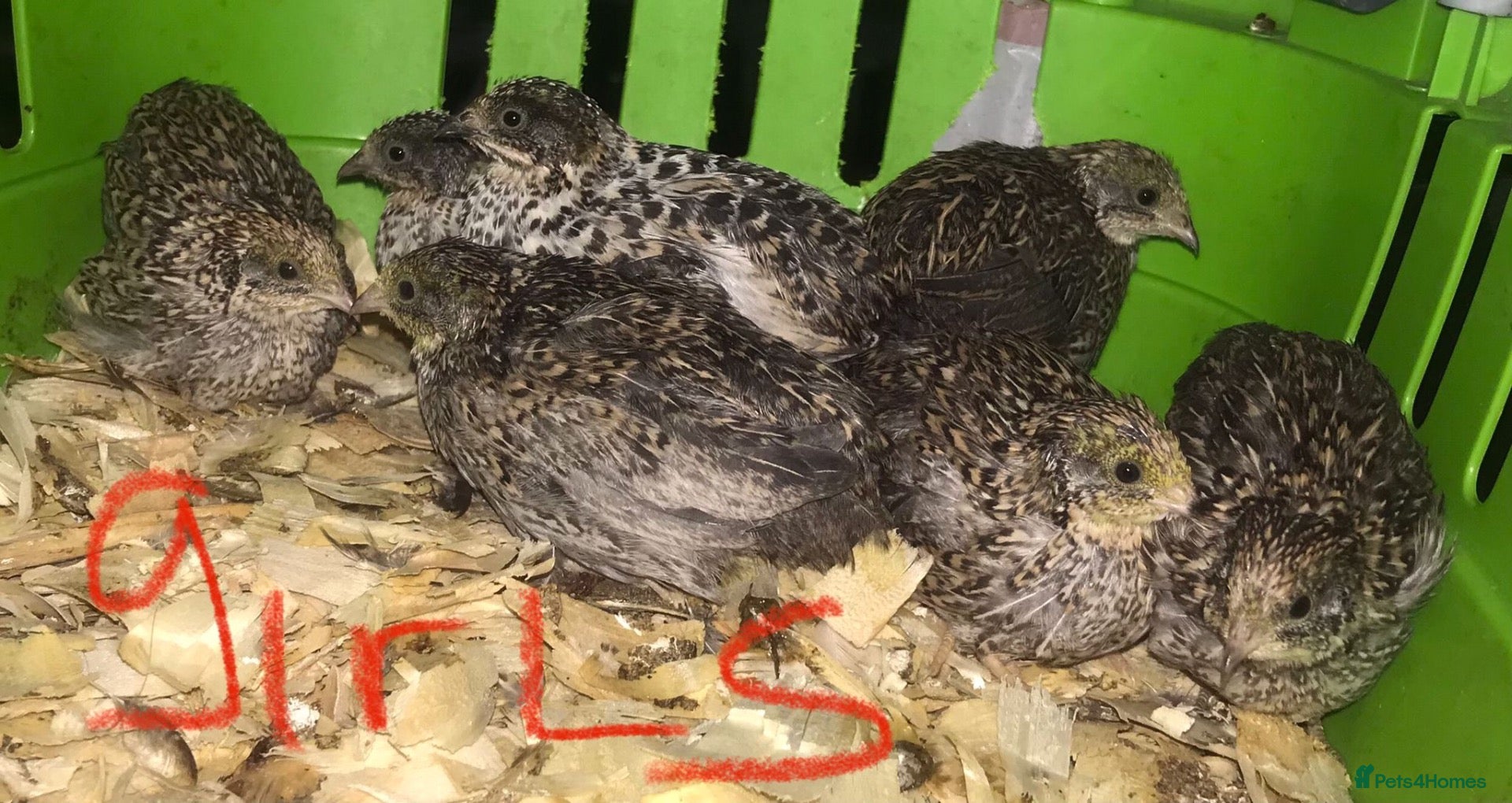 Quail poultry SEXED QUAILS/CHINESE PAINTED BUTTONS ! - Advert 6