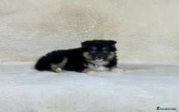 Pomsky dogs for sale: Stunning blue eyes f3 Pomsky puppies for sale - Advert 28