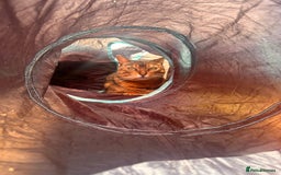 Bengal cats for sale: 5 year old bengal female looking for a new home - Image 5