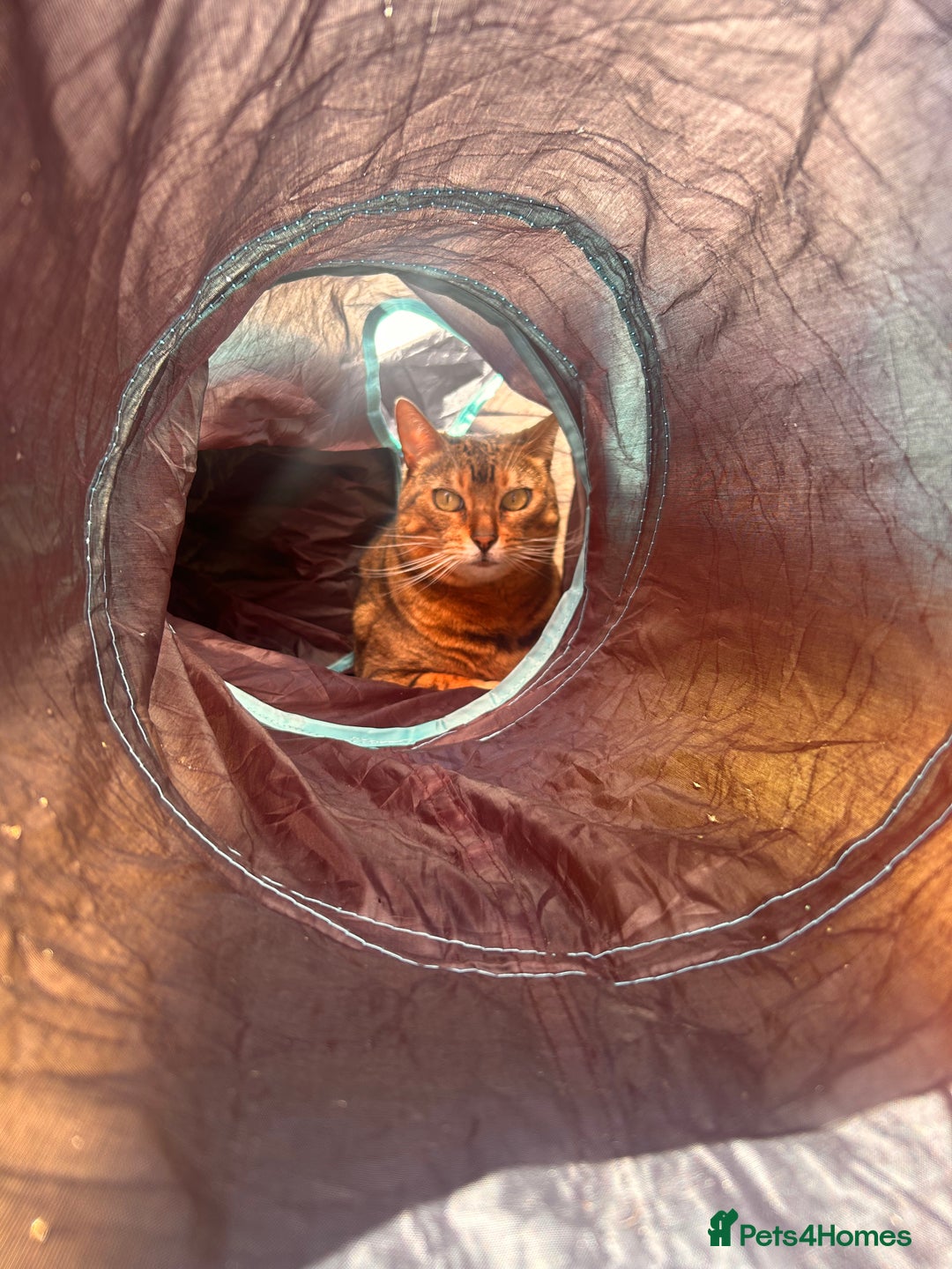 Bengal cats for sale: 5 year old bengal female looking for a new home - Image 5
