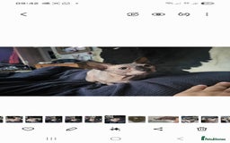 Sphynx cats for sale: 1 year old.  Miniature short leg bambino  - Image 3