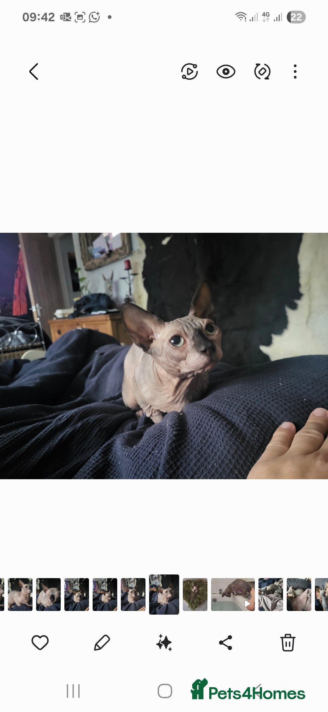 Sphynx cats for sale: 1 year old.  Miniature short leg bambino  - Image 3