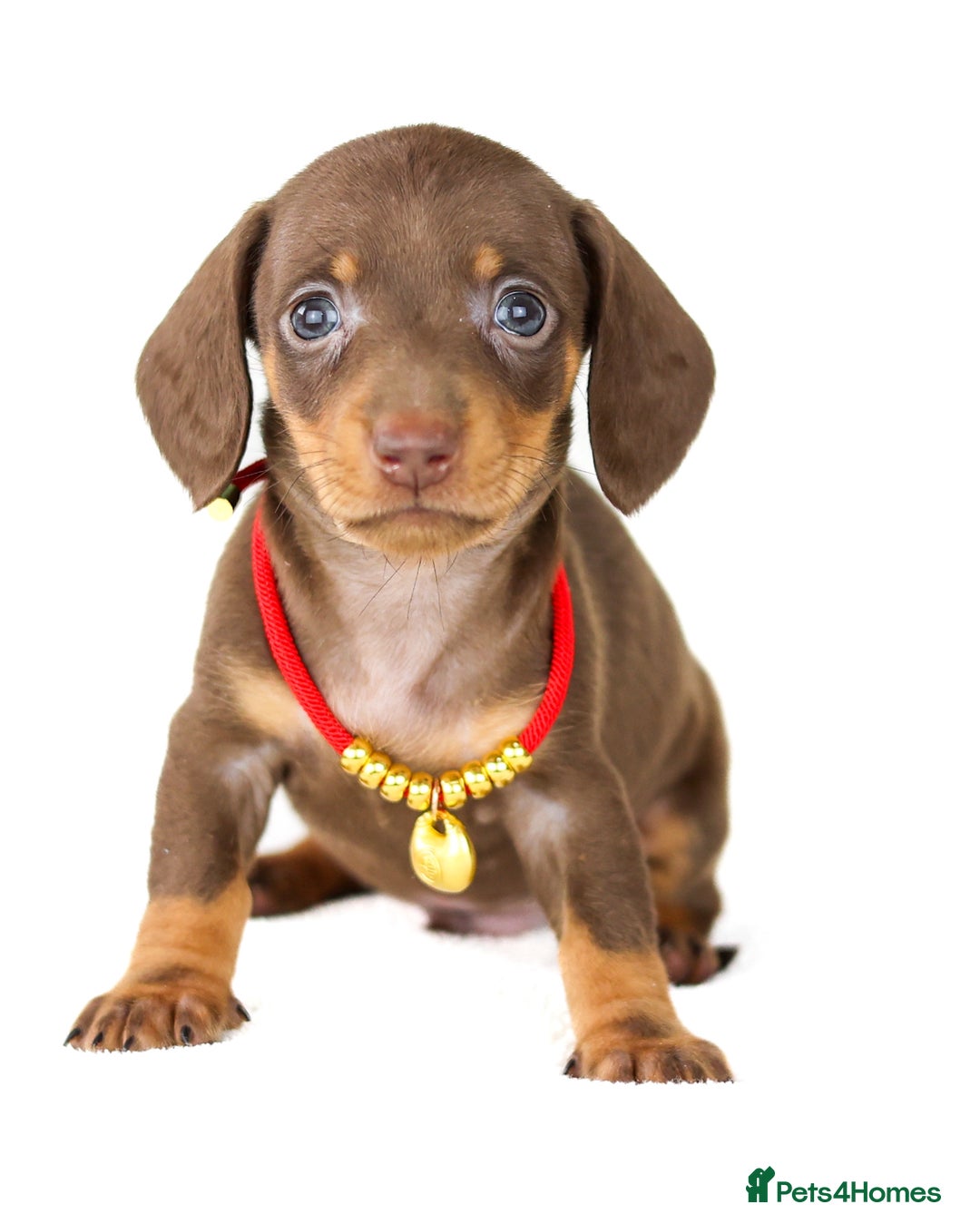 Miniature Dachshund dogs for sale: Quality miniature Dachshunds Liverpool  - Image 8