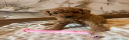 Cockapoo dogs for sale: Last girl available, ready for her forever home! - Advert 27