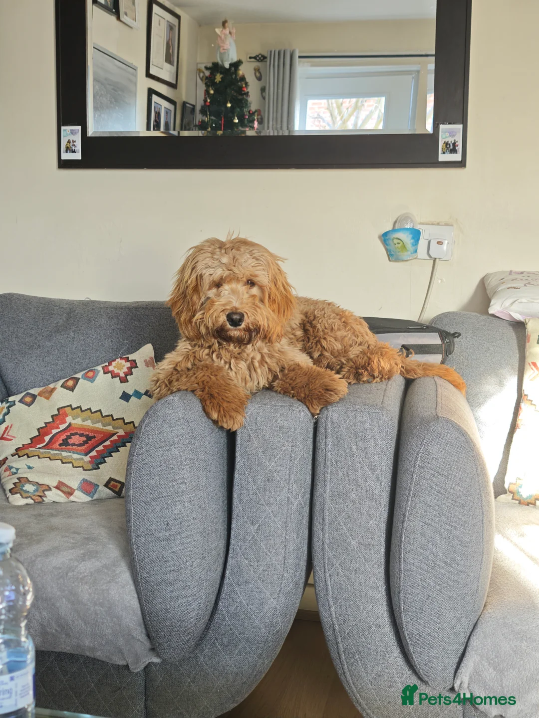 Cockapoo dogs for sale: Beautiful Male 9 Month Old Cockapoo Puppy F1  - Advert 4