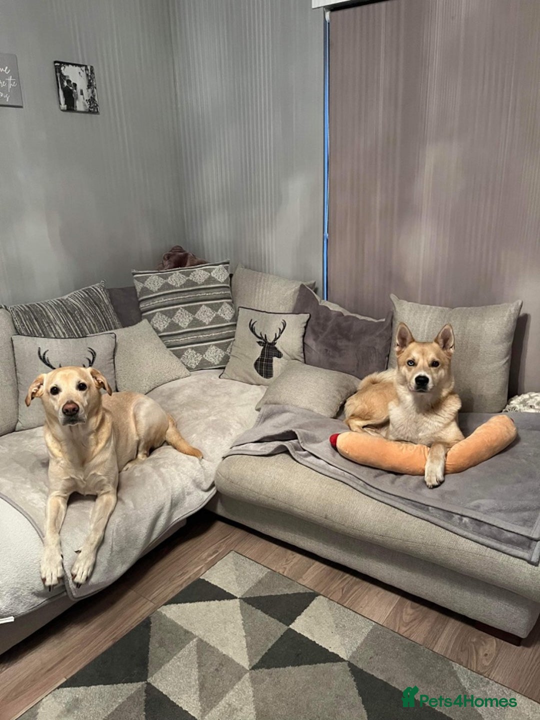 Huskita dogs for sale: Ad for joint owner. No £75 cost. Live local to FK  - Image 4